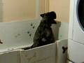 Bullmastiff video