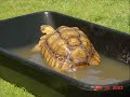 History of my Sulcata Tortoise - Flash History of my Sulcata Tortoise - Flash