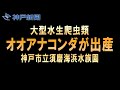 オオアナコンダが出産 須磨海浜水族園 アナコンダ