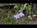 videos de Flower Gardening Tips : How to Grow Kenilworth Ivy (Cymbalaria Muralis)