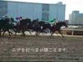 川崎競馬場