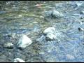 King salmon river fishing