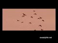 sweatyfish-The Shore-Coming Down