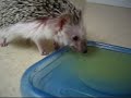 Prickles hearts OJ and anointment Prickles hearts OJ and anointment