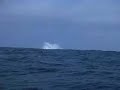 Whales Mating (breaching) Ecuador