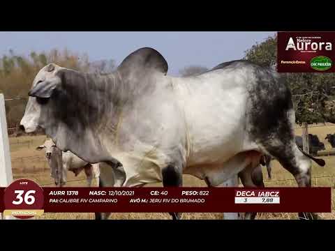 4� De Olho na Fazenda - NELORE AURORA participa��o Chico Paulic�ia