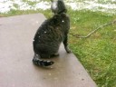 Snow Cat