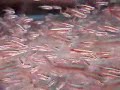 Paracheirodon axelrodi : Tropical Aquarium Fish DVD Paracheirodon axelrodi : Tropical Aquarium Fish DVD