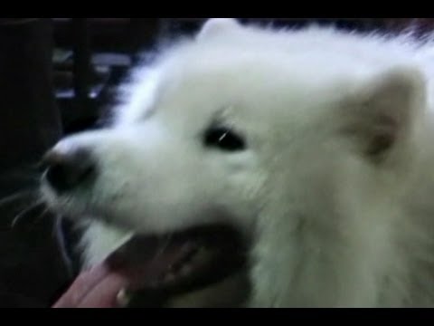 Vedi il video