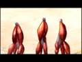 東京オンリーピック公式競技/Bill Plympton 「ラブレース」(ダイジェスト版)