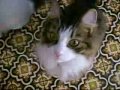 Arm Exercises For Cats