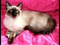 News of my kittens News of my kittens