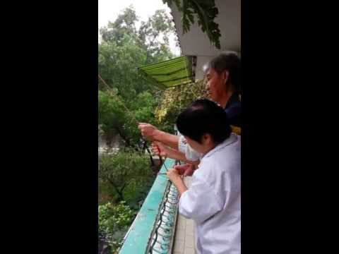 how to harvest papaya