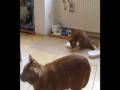 Pookie: How we care for our paralyzed cat