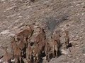New Mexico Aoudad