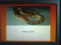 videos de Lots of reptiles 1!
