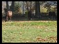 horses gallop in field horses gallop in field