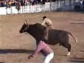 DIFERENTES TOROS