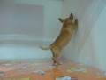 videos de Chihuahua Hembra STA REF:178