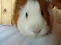 * * tan linda colita