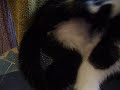 un petit chat qui se lave
