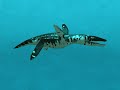 LIOPLEURODON
