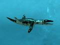LIOPLEURODON