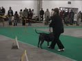 Dogo Canario - World Winner (females), Best Puppy, BOB