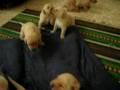 atara -cachorritos- .2