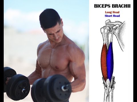 how to isolate long head of bicep