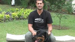 Tudo sobre os Rottweilers