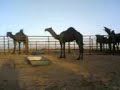 موقع سمان الهرج الشعبي مزاين مزايين الابل بعير ناقه ناقة فحل مجاهيم وضح قصايد قصيده قلطات قلطه شعر اشعارالهاجري القحطاني العتيبي السبيعي اليامي العجمي المري الحربي الدوسري شعبي