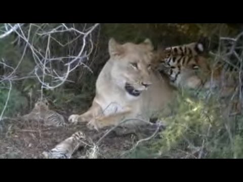 lion tiger lion