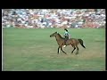 Benny, The Slaughter House Horse who came from Germany