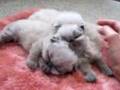 Cute Kittens Yawning