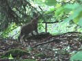 In den Nationalparken Bayerischer Wald (Deutschland) und Sumava (Tschechien) gibt es in freier Wildbahn wie auch im Gehege fast jedes Jahr Nachwuchs bei Luchsen. Die größten wildlebenden Katzen Europas haben in ihrem Verhalten sehr viele Ähnlichkeiten mit unseren Hauskatzen. Im Spiel lernen die jungen Katzen unter Aufsicht ihrer geduldigen Mutter, wie sie künftig sich anschleichen und Beute machen können.