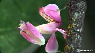 This Pretty Pink Flower Is Actually A Mantis