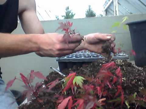 how to transplant an acer tree