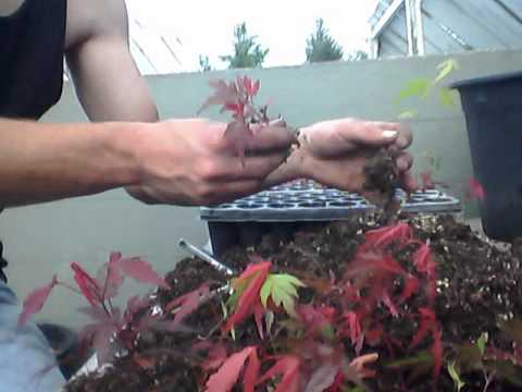 how to transplant an acer