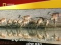 Hipopotamo Salvando a un Antilope