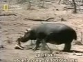 Hipopotamo Salvando a un Antilope