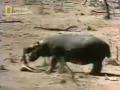 Hipopotamo Salvando a un Antilope