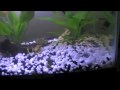 African Clawed frogs 10 gallon setup