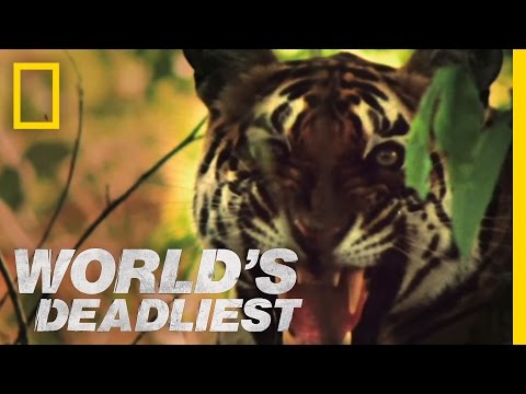 tiger - It takes patience and skill to get the jump on a troop of monkeys. But when it comes to stealth, this tiger has earned its stripes. Bengal Tiger Animal Profi...