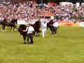 welsh cob stallion classes 2008