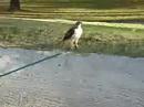 Hawk and Rake