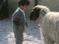 Boy Vs. Sheep!
