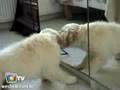 WeShow TV | Edição Mundo Animal | 26 de Agosto
