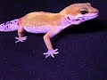 shctb female leopard gecko shctb female leopard gecko