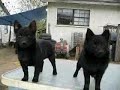 Effie, Squirt and Schipperkes at play